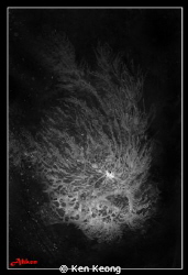 B/W hairy froggy by Ken Keong 
